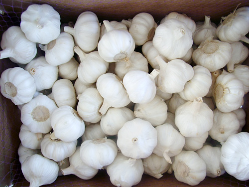 5.0cm Pure Hite Garlic